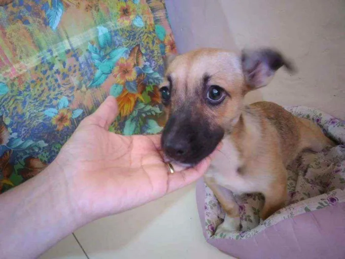 Cachorro ra a SRD idade  nome Pitucha
