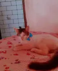 Fofo