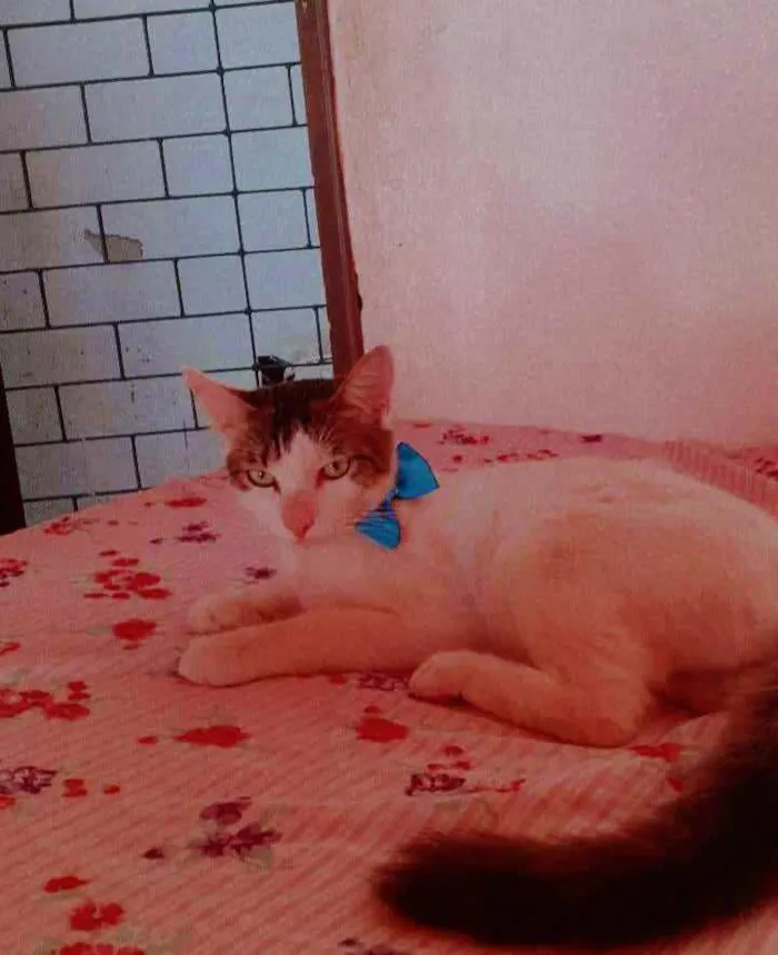 Gato ra a Peludo idade 7 a 11 meses nome Fofo