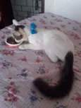 Fofo