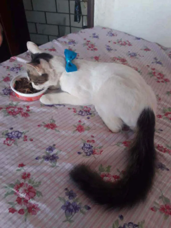 Gato ra a Peludo idade 7 a 11 meses nome Fofo