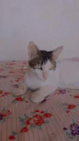 Fofo