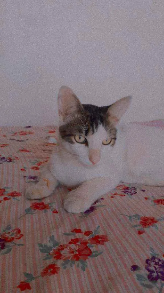 Gato ra a Peludo idade 7 a 11 meses nome Fofo