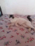 Fofo