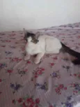 Fofo