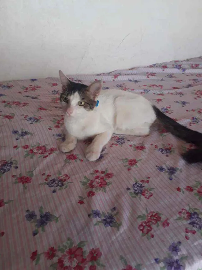 Gato ra a Peludo idade 7 a 11 meses nome Fofo
