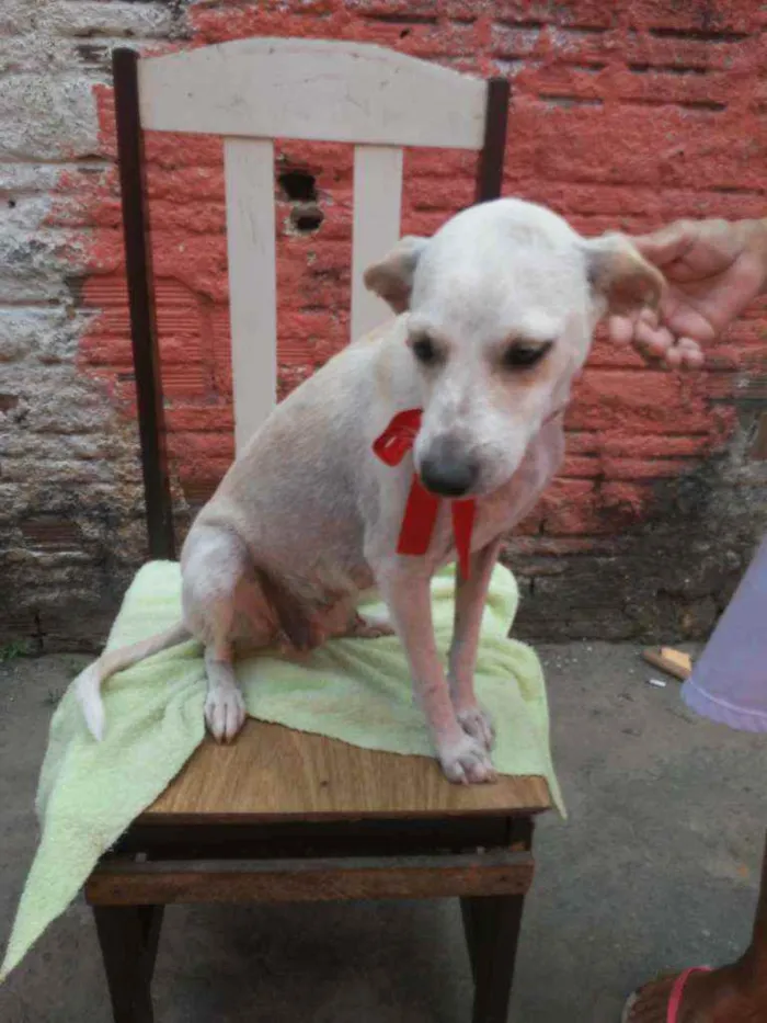 Cachorro ra a SRD idade 2 a 6 meses nome Belinha