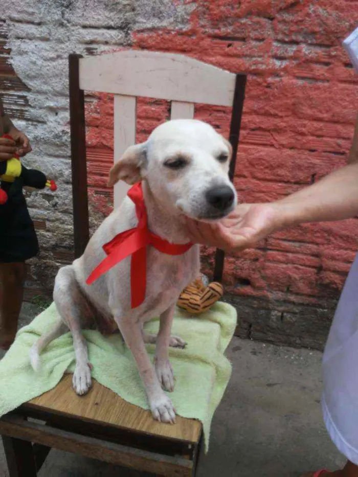 Cachorro ra a SRD idade 2 a 6 meses nome Belinha