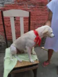 Belinha