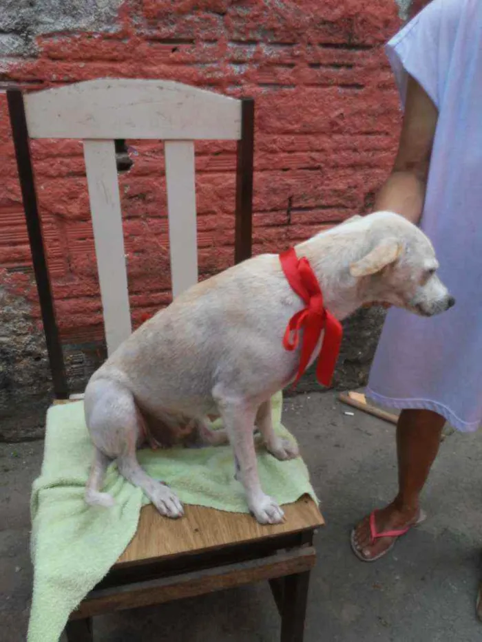 Cachorro ra a SRD idade 2 a 6 meses nome Belinha