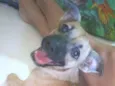 Pitucha