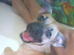 Cachorro raça SRD idade  nome Pitucha