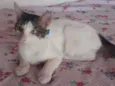 Fofo