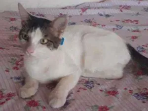 Gato raça Peludo idade 7 a 11 meses nome Fofo