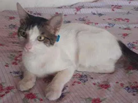 Gato ra a Peludo idade 7 a 11 meses nome Fofo
