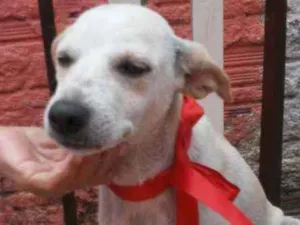 Cachorro raça SRD idade 2 a 6 meses nome Belinha