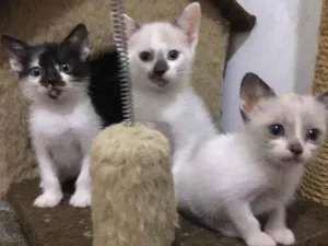 Gato raça Srd  idade Abaixo de 2 meses nome Pchutchuco