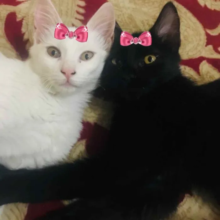 Gato ra a Mestiças  idade 2 a 6 meses nome Jade e Nicole 