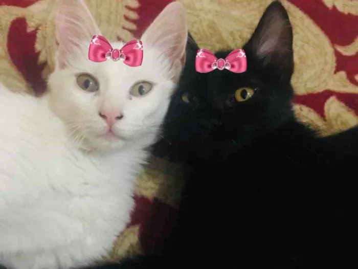 Gato ra a Mestiças  idade 2 a 6 meses nome Jade e Nicole 