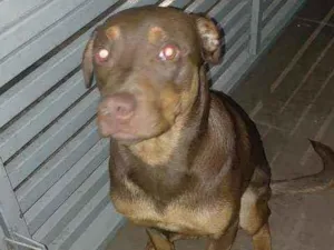 Cachorro raça Doberman  idade 7 a 11 meses nome Scooby 