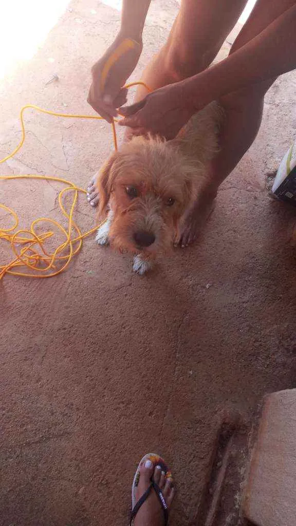 Cachorro ra a  idade 2 a 6 meses nome Mel