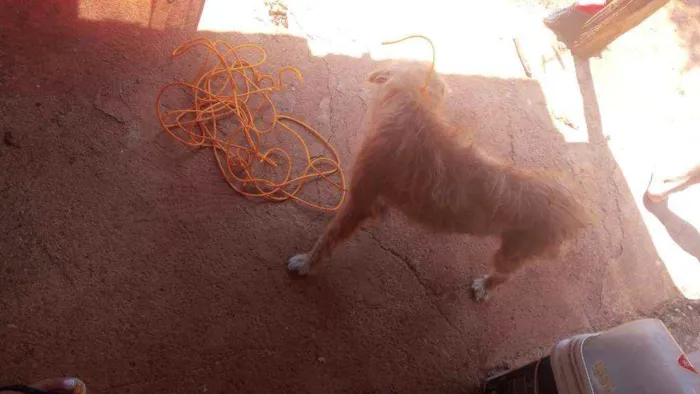 Cachorro ra a  idade 2 a 6 meses nome Mel