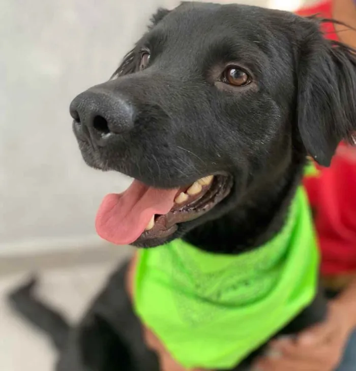 Cachorro ra a  idade 2 anos nome Trovão 
