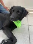 Trovão 