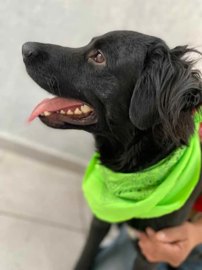 Cachorro ra a  idade 2 anos nome Trovão 