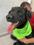 Trovão 