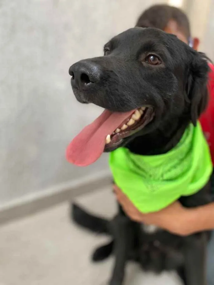 Cachorro ra a  idade 2 anos nome Trovão 