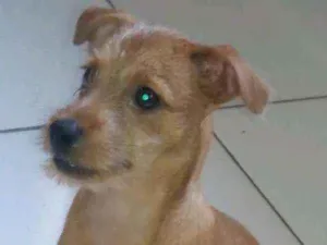 Cachorro raça  idade  nome Billy