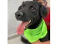 Trovão 