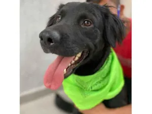 Cachorro raça  idade 2 anos nome Trovão 