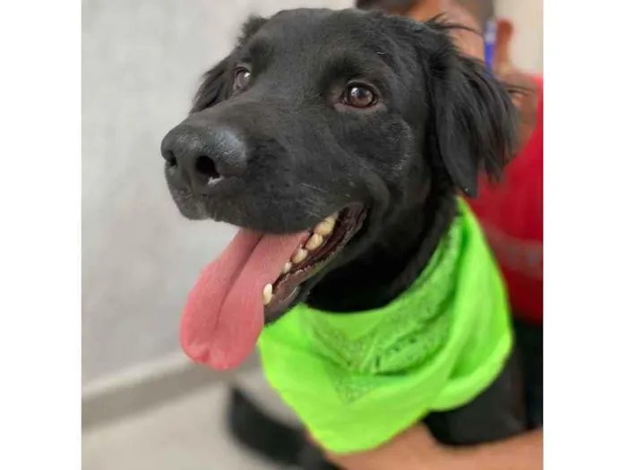 Cachorro ra a  idade 2 anos nome Trovão 