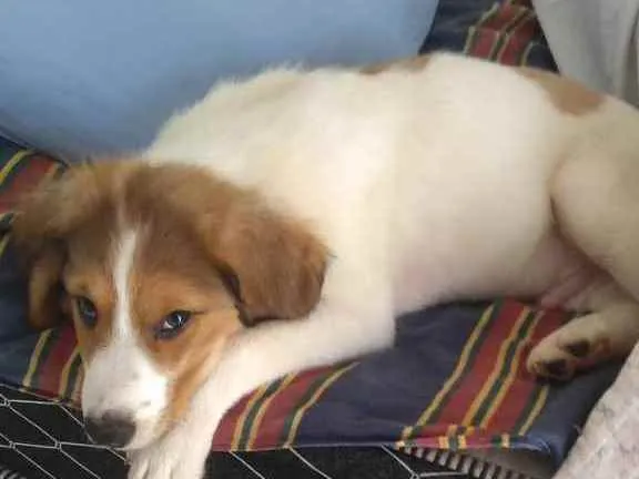 Cachorro ra a Não definida  idade 2 a 6 meses nome Bob