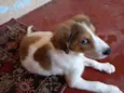 Bob