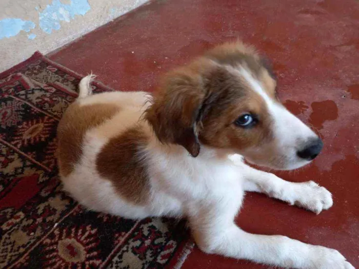 Cachorro ra a Não definida  idade 2 a 6 meses nome Bob