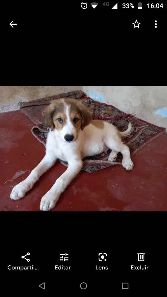 Cachorro ra a Não definida  idade 2 a 6 meses nome Bob