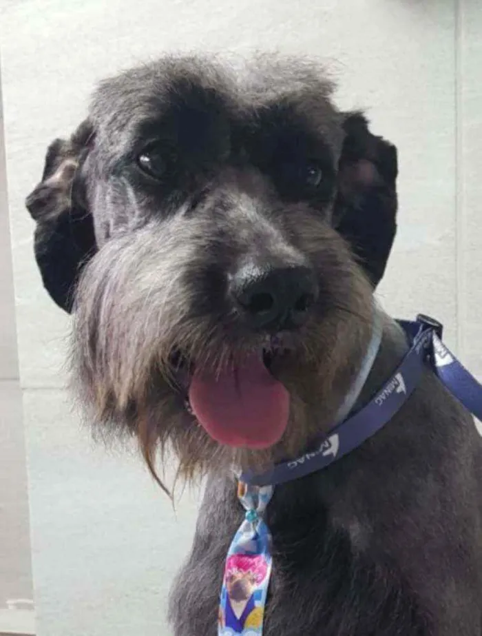 Cachorro raça SRD idade 1 ano nome Sebastian