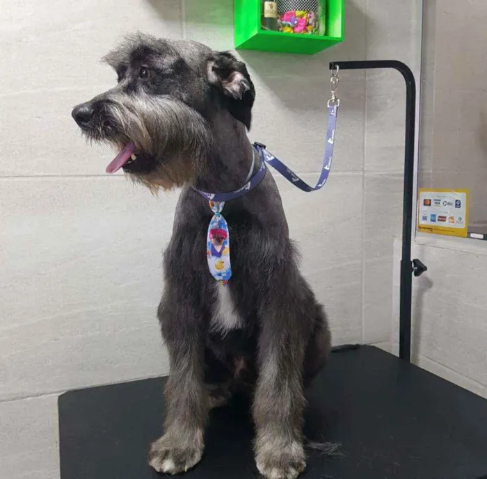 Cachorro raça SRD idade 1 ano nome Sebastian