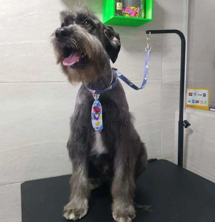 Cachorro raça SRD idade 1 ano nome Sebastian