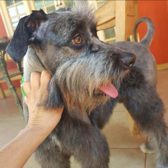 Cachorro raça SRD idade 1 ano nome Sebastian