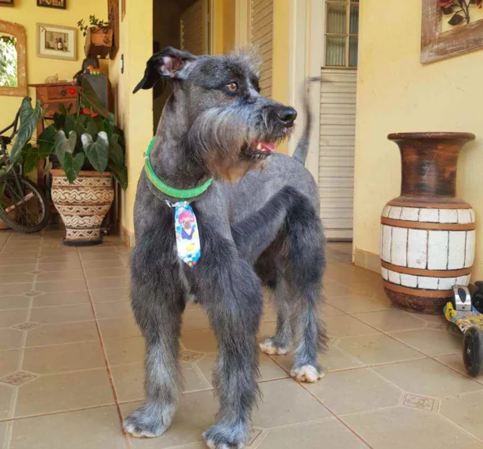 Cachorro raça SRD idade 1 ano nome Sebastian