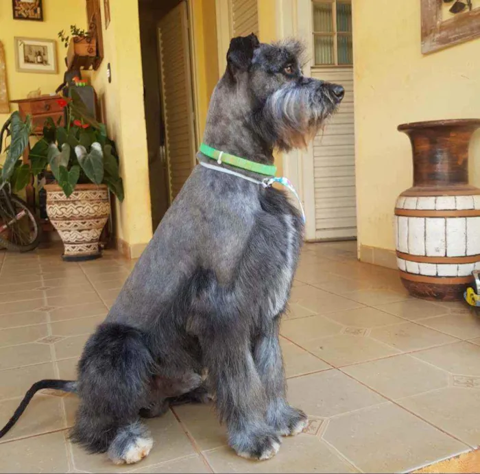 Cachorro raça SRD idade 1 ano nome Sebastian