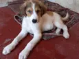 Bob