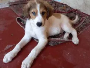 Cachorro raça Não definida  idade 2 a 6 meses nome Bob