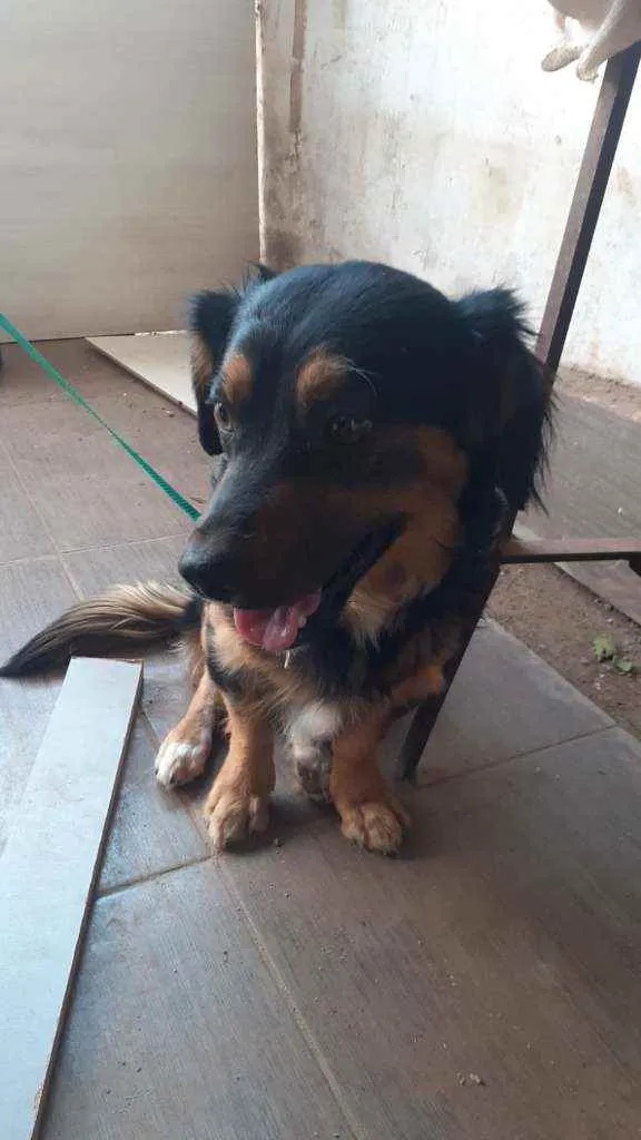 Cachorro ra a SRD idade 1 ano nome Sammy