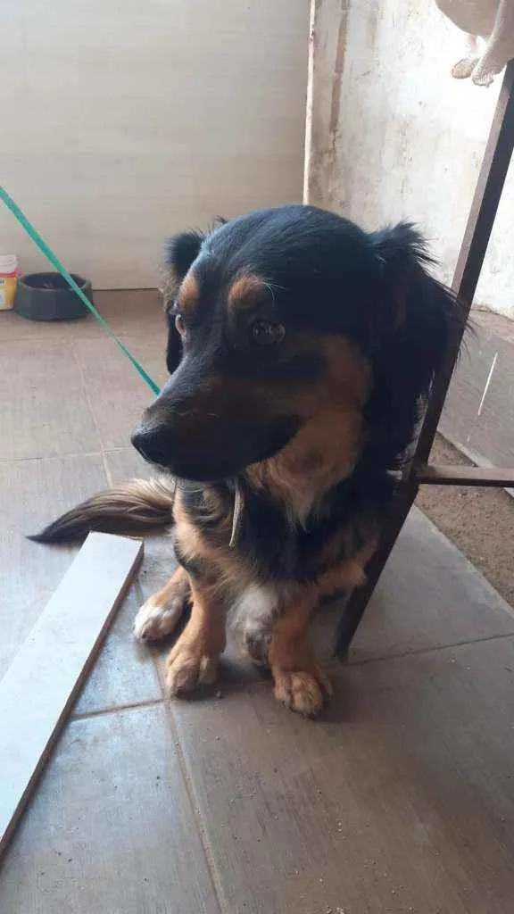 Cachorro ra a SRD idade 1 ano nome Sammy