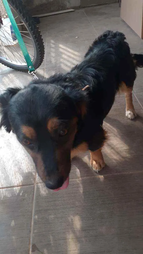 Cachorro ra a SRD idade 1 ano nome Sammy